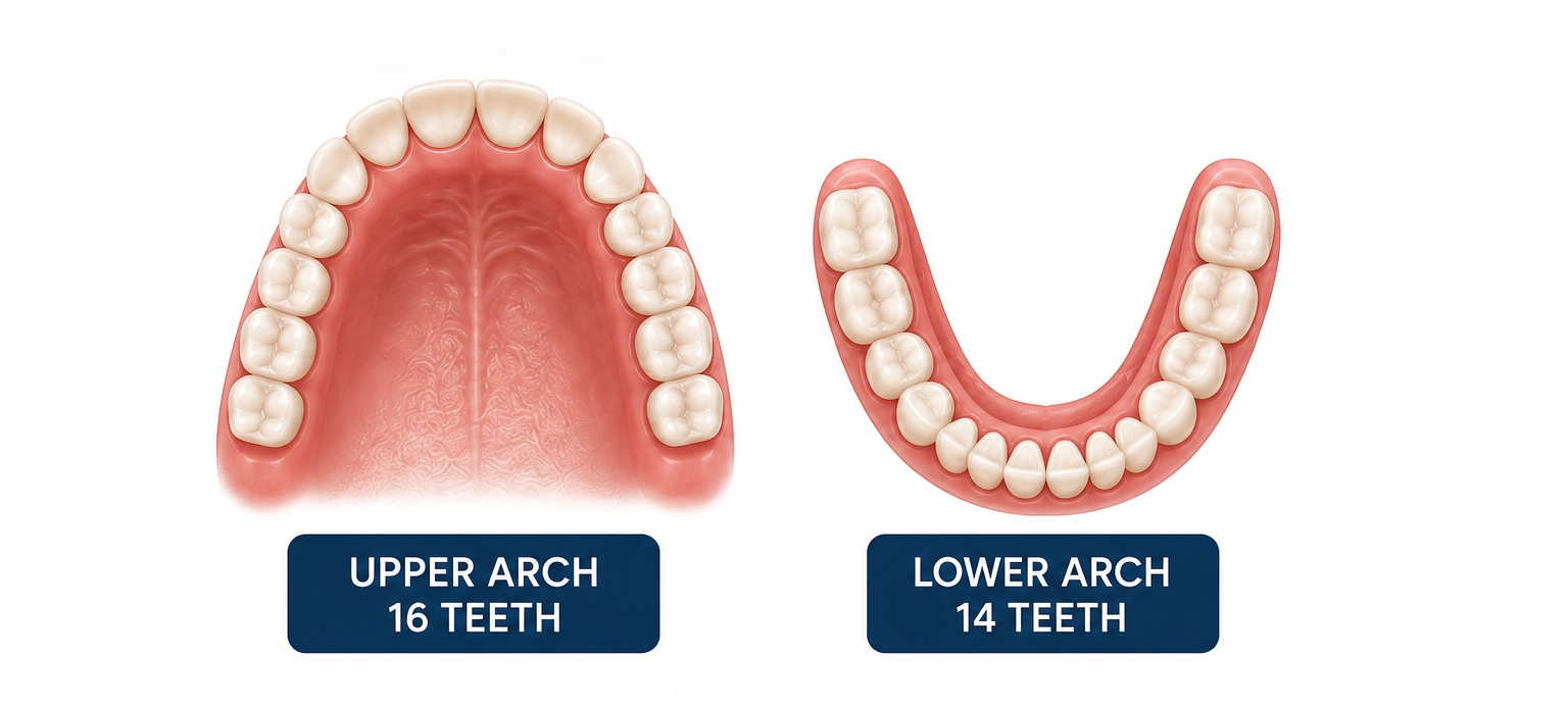 Diagram showing the upper dental arch with 16 teeth and lower dental arch with 14 teeth.